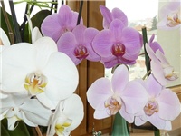 29b27fa7-20150115 PHAL BRP.jpg